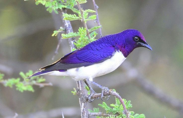 Jalak Afrika (Violet backed starling) dikenal juga dengan nama Jalak Punggung Ungu