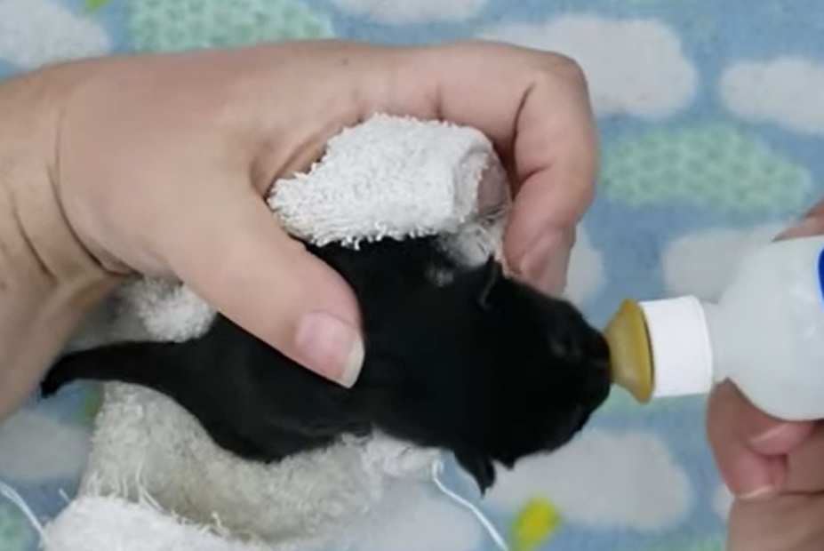 Anak kucing kekurangan asi? Harus diperhatikann tanda-tandanya