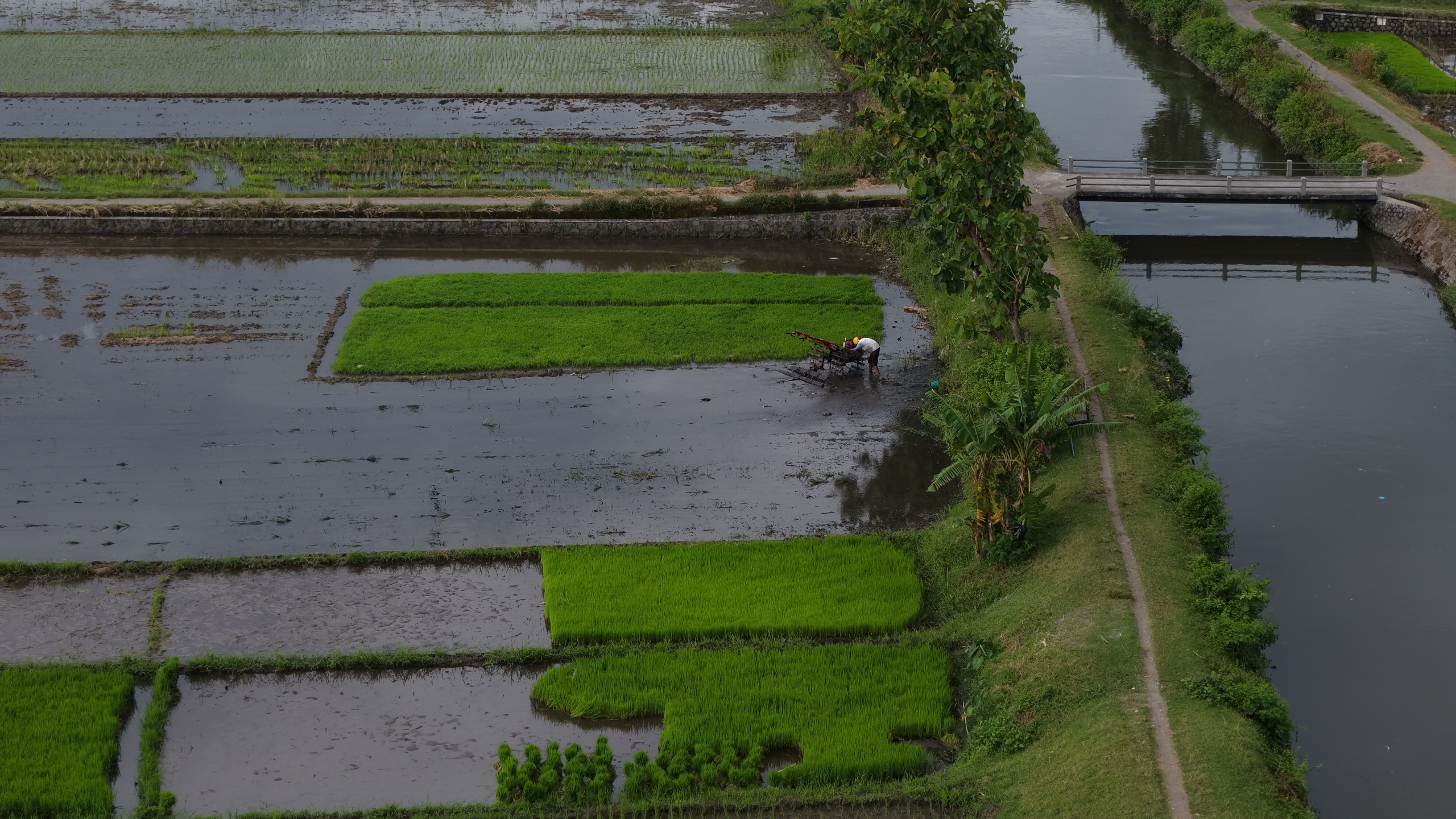 MEMBENTANG: Potret lahan persawahan di Bumi Panjalu. Potensi pertanian di Kabupaten Kediri sangat tinggi, sayangnya ada ratusan hektare terancam terdampak bencana.