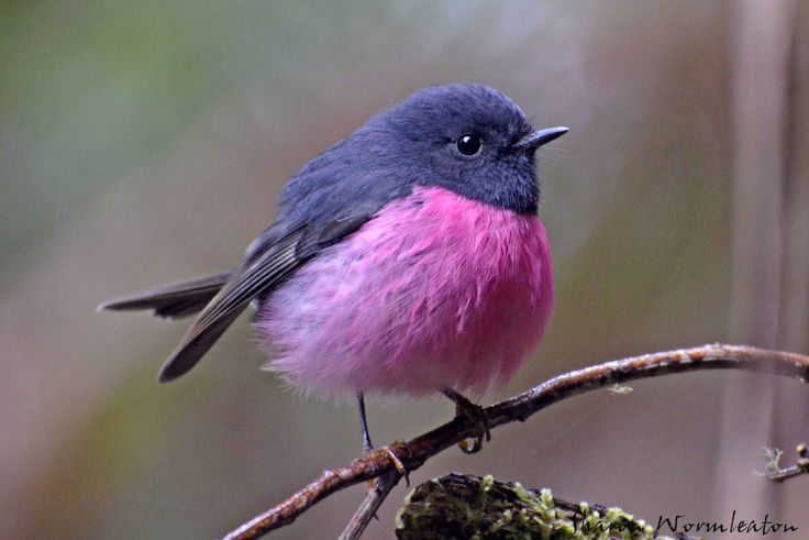 Burung Pink Robin