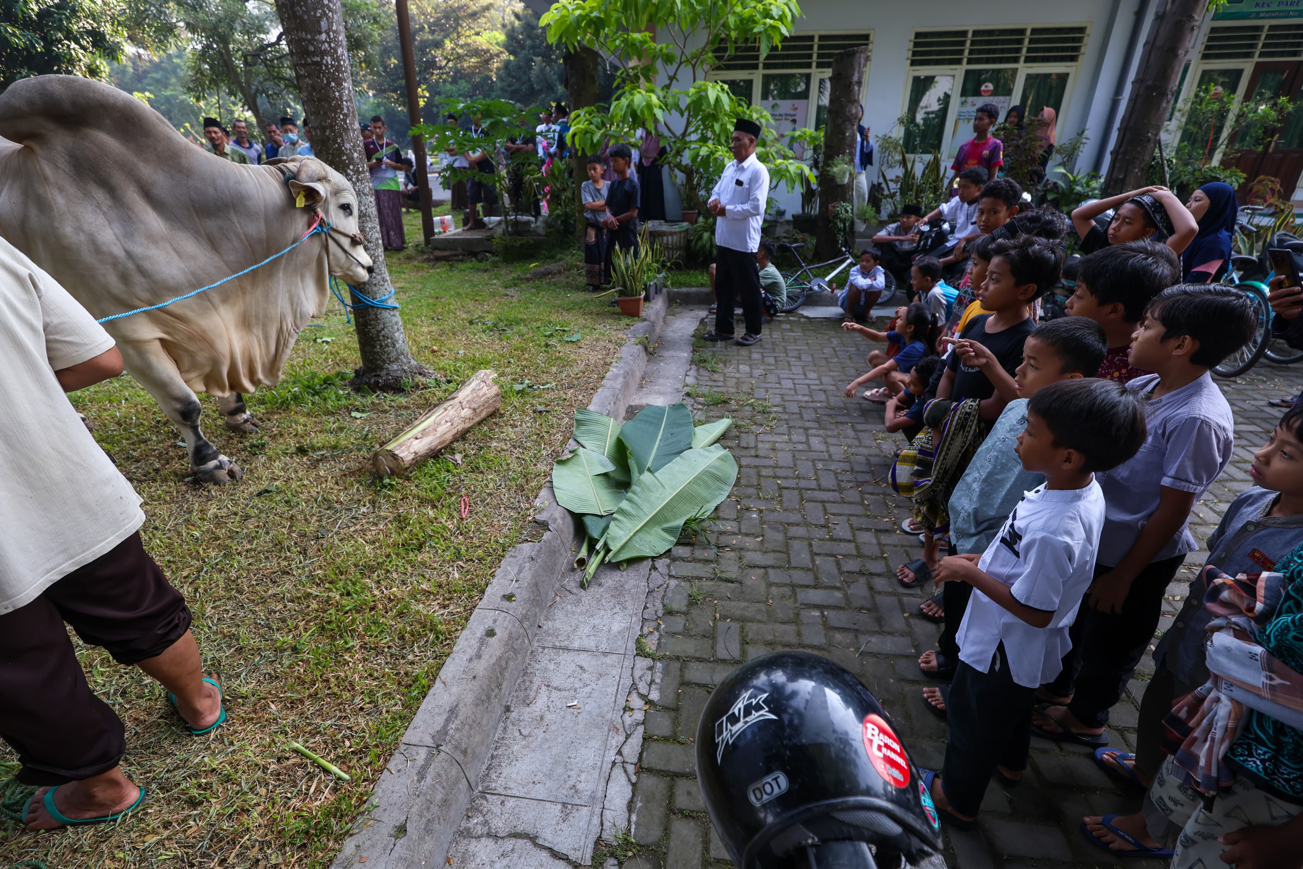 Sapi Presiden menjadi tontonan warga sebelum disembelih di Hari Raya Idul Kurban Jumat (6/6) lalu.