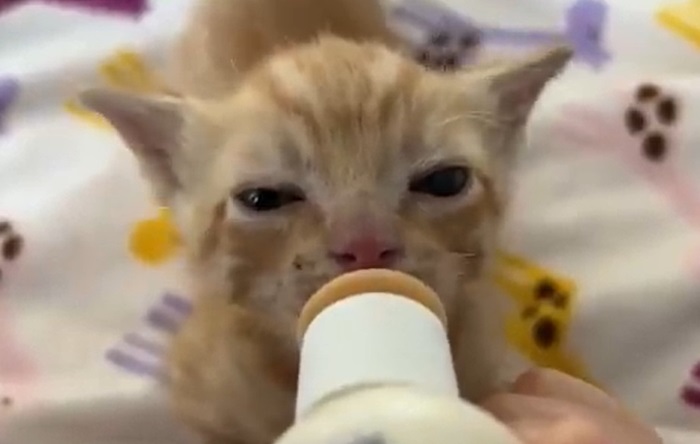 Susu yang cocok untuk kucing bukan susu sapi