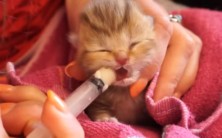 Beri susu anak kucing dengan cara dan jenis yang tepat