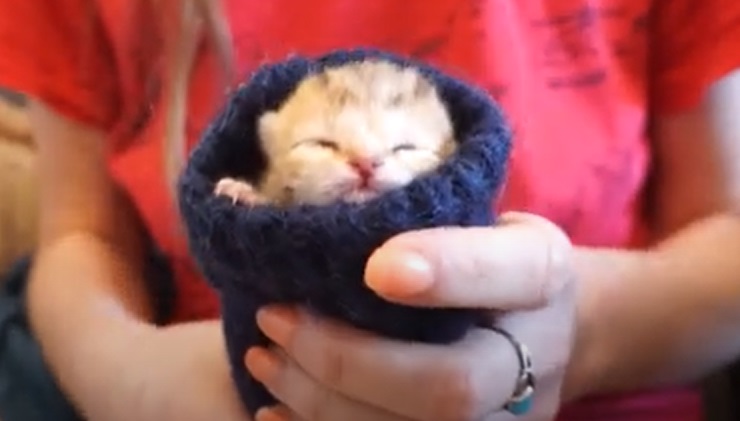 Merawat anak kucing. Menghangatkan dengan kaus kaki