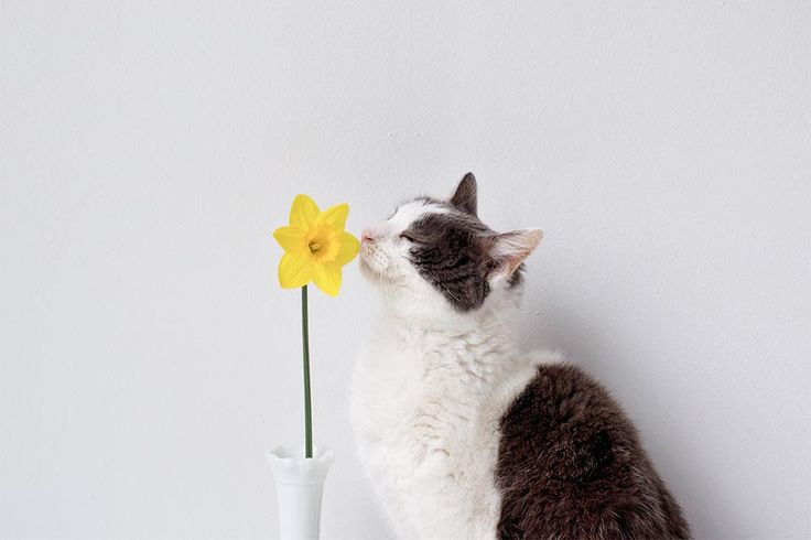 Ilustrasi kucing