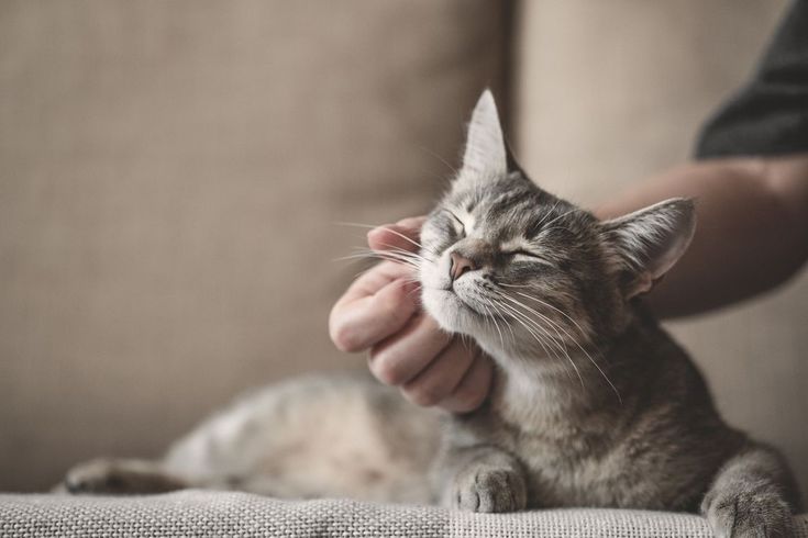 Ilustrasi bulu kucing rontok