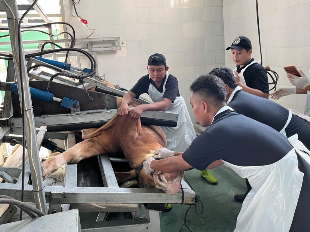 Personel DKPP Kabupaten Kediri melakukan persiapan penyembelihan dengan alat restraining box di RPH Pare.