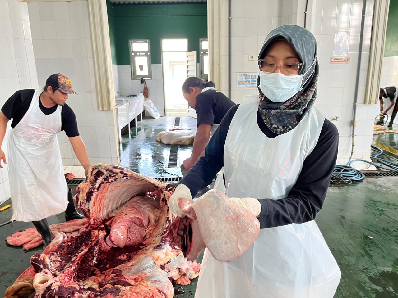 Plt Kepala DKPP drh Tutik Purwaningsih menunjukkan organ limpa sapi usai pemeriksaan postmortem untuk memastikan tidak ada virus menular.