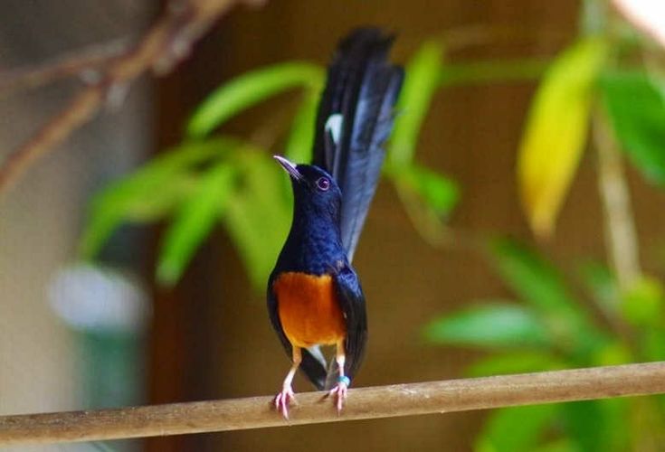 Burung murai batu yang selalu jadi primadona di kalangan kicau mania