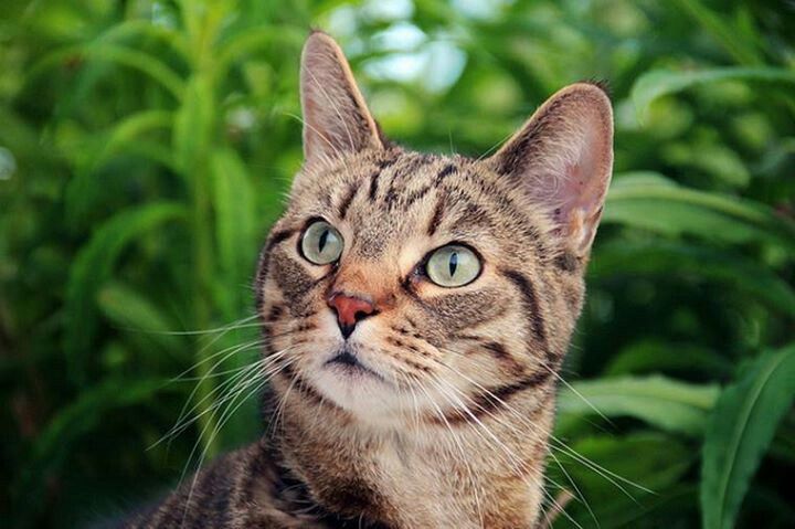 Ilustrasi Kucing