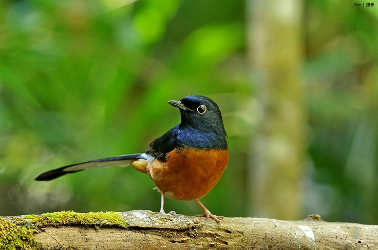 Penyakit Murai batu dan cara mengobatinya