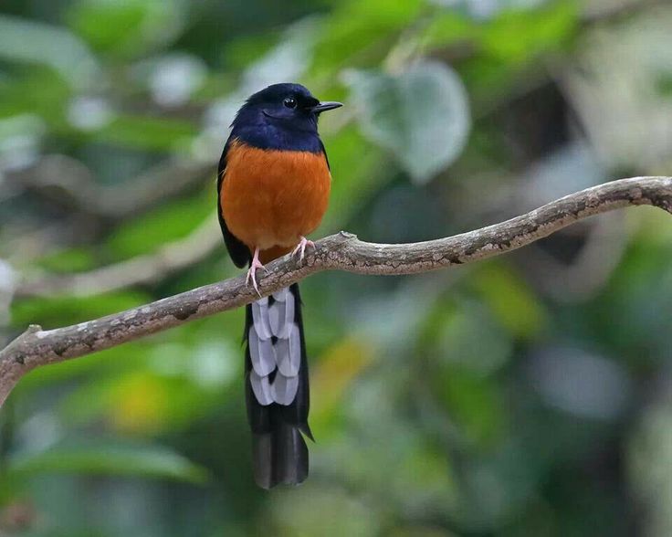 Settingan Murai Batu