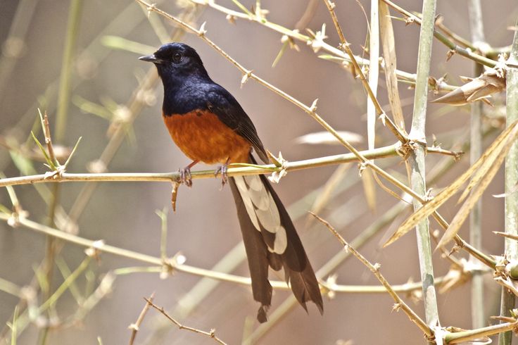 Harga Murai tahun 2025