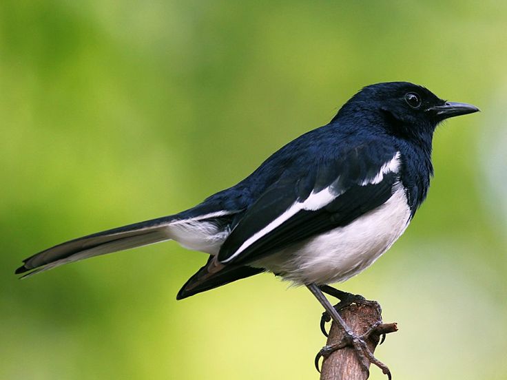 Burung kacer