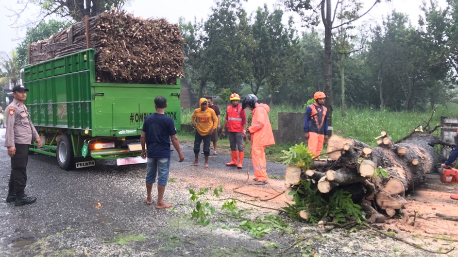 Petugas memotong dan mengangkut batang pohon Sonokembang yang tumbang di Wates (22/6) sore.