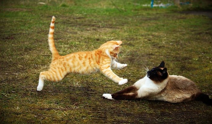 ilustrasi kucing dominan