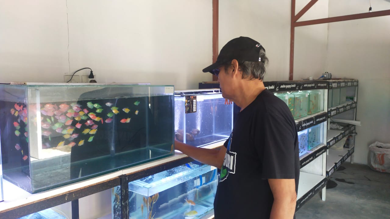 Sentra Ikan Hias Guppy