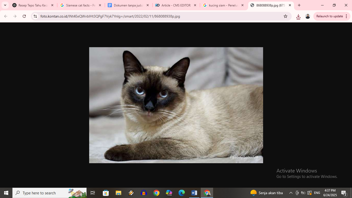 Ilustrasi kucing Siam