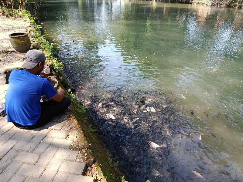 Pengunjung sedang memberi makan ikan di Sumber Gundi