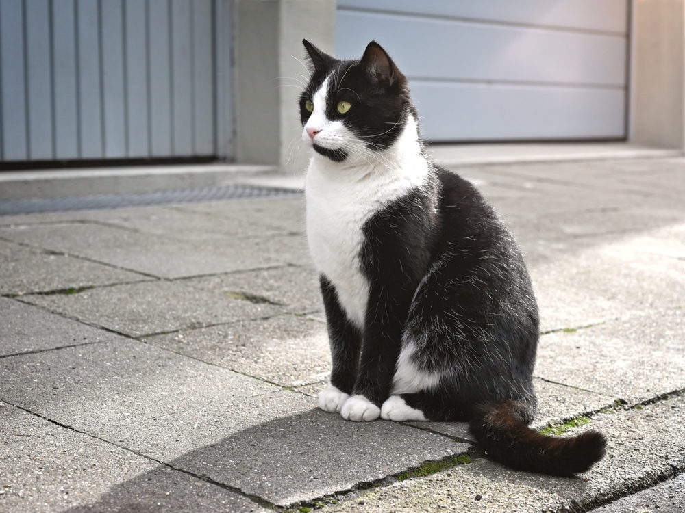 Ilustrasi kucing tuxedo
