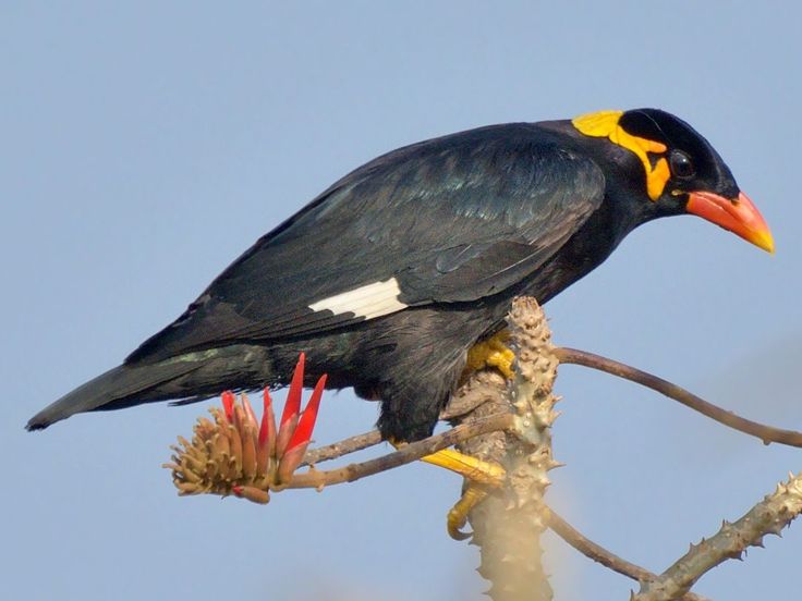Burung beo