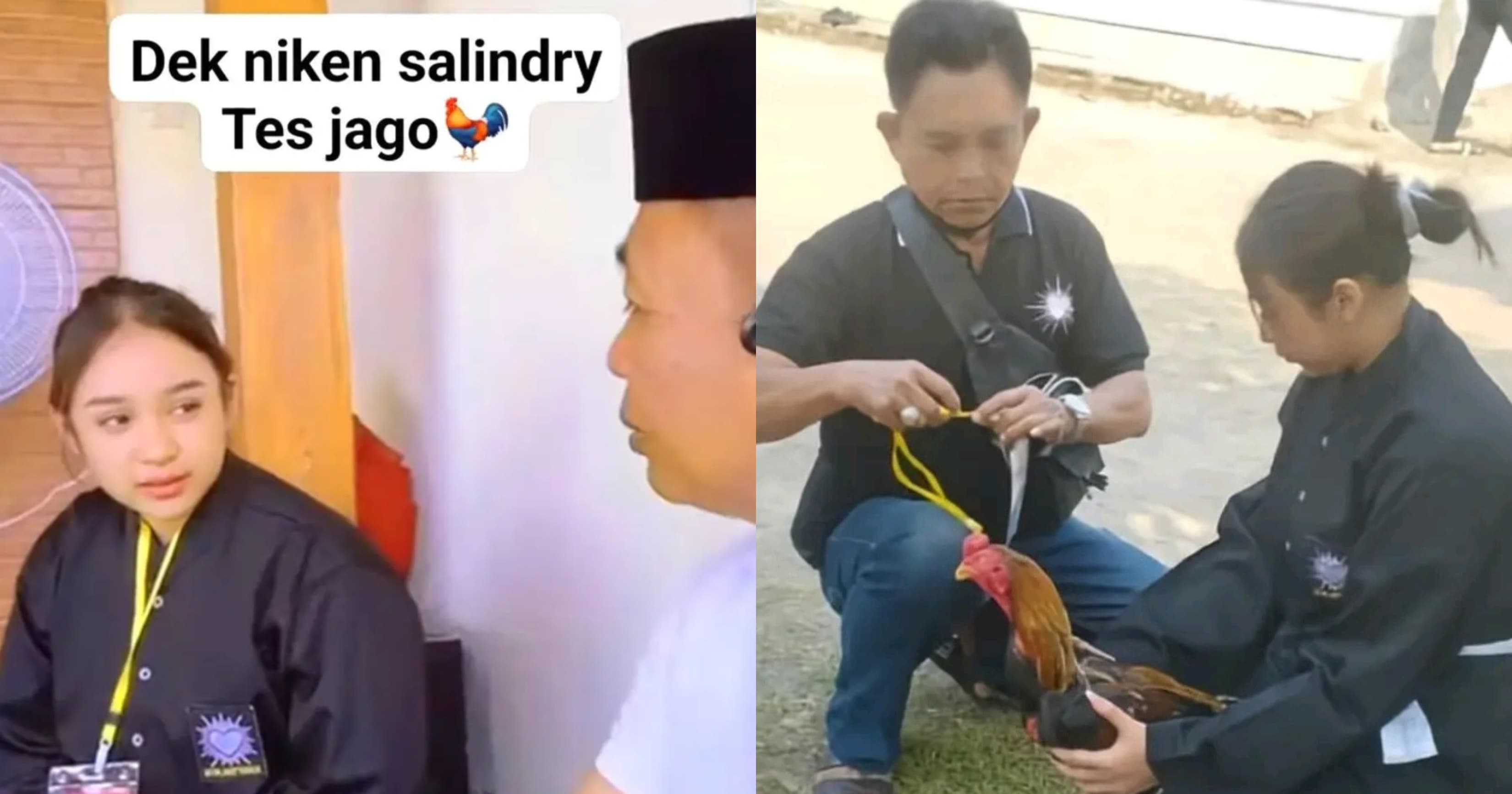 NIKEN SALINDRY: Tes Ayam jago untuk pengesahan warga PSHT.