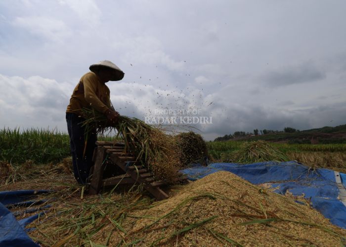 SEMANGAT: Seorang petani sedang memanen padi di sawah. Menurut perkiraan BMKG, puncak kemarau di Kediri Raya akan berlangsung pada Agustus mendatang.