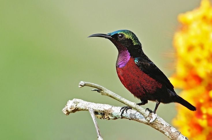 Burung Kolibri Ninja (Konin)