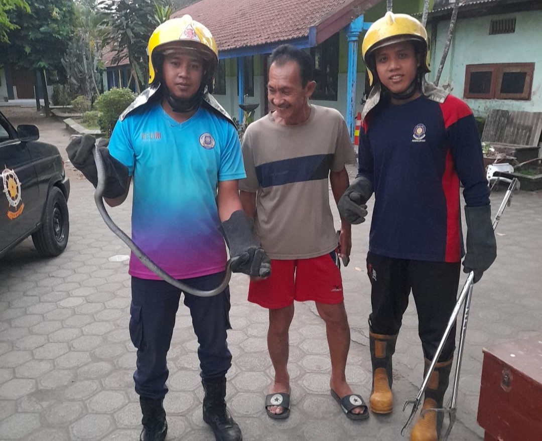 Pada Minggu (29/6), mereka harus berjibaku menangkap ular kobra di dua titik yang berbeda di Bumi Panjalu.