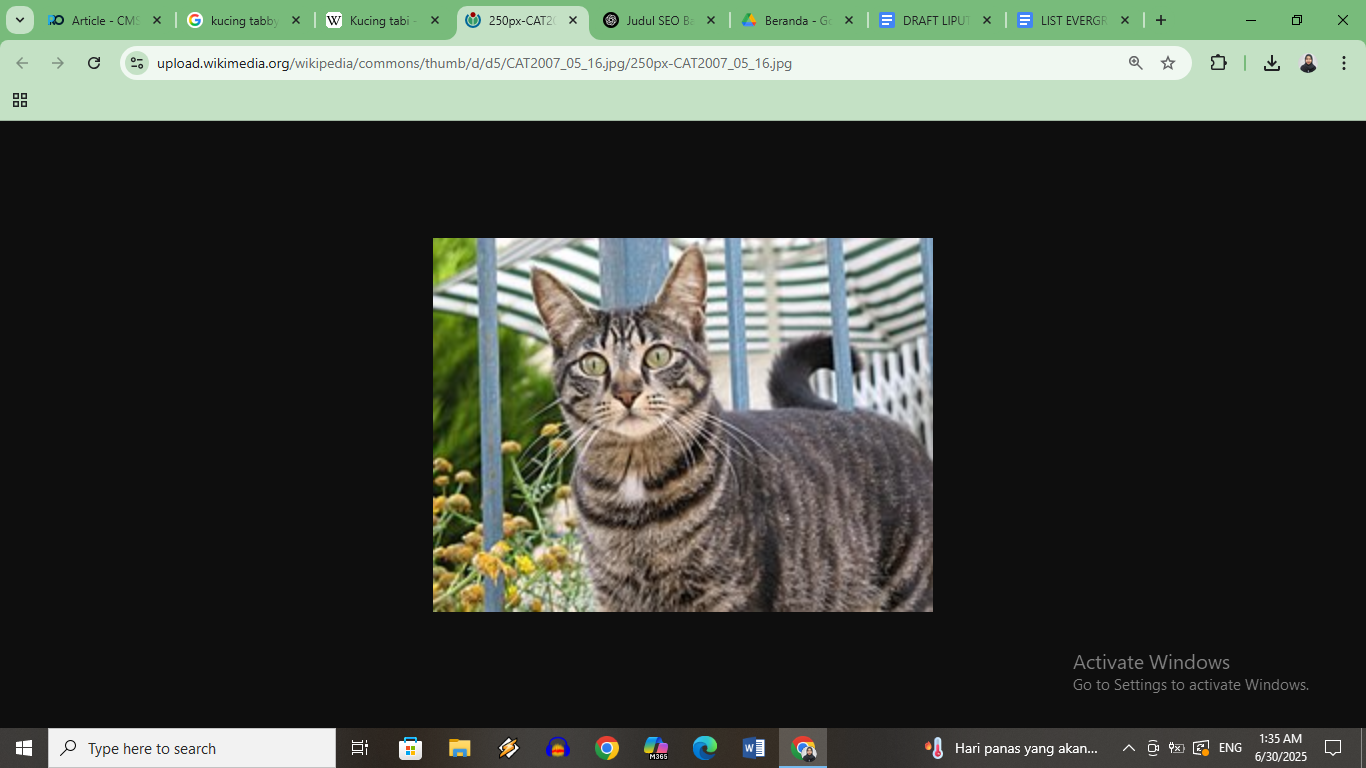 Kucing Tabby atau Kucing Mujair