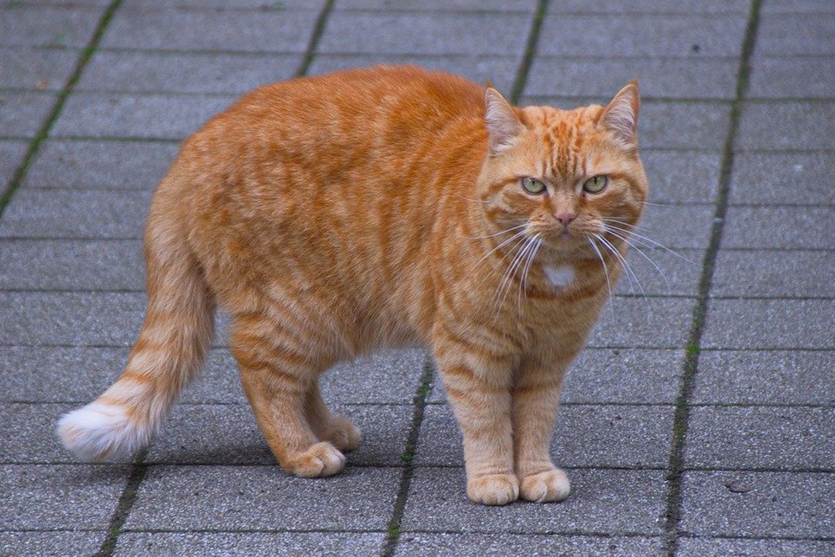 Fakta kucing oren