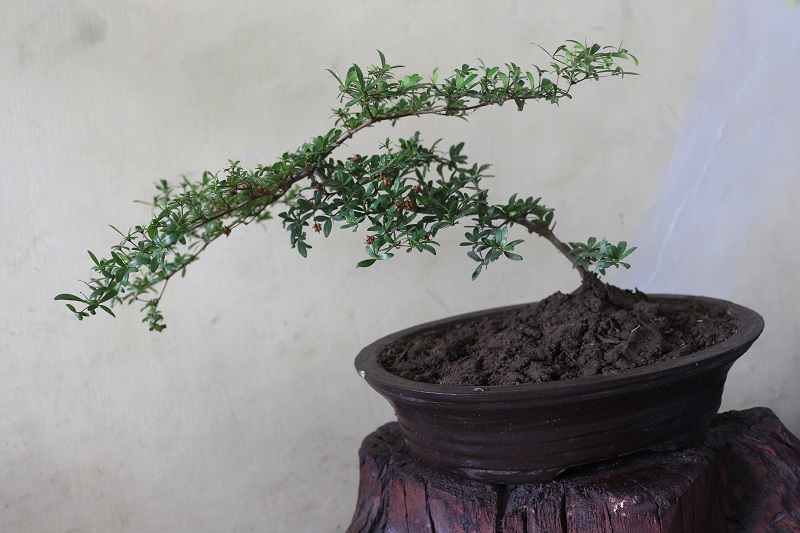 Pot terbuat dari beton juga cocok untuk tanaman bonsai