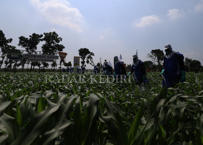 BASMI HAMA: Petani di wilayah Papar menyemprot hama di lahan pertanian jagung.