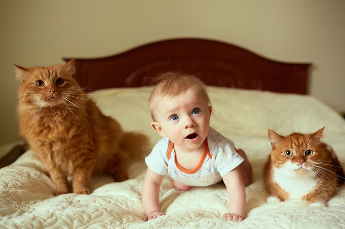 Kucing dan bayi di satu tempat tidur. Amankah?