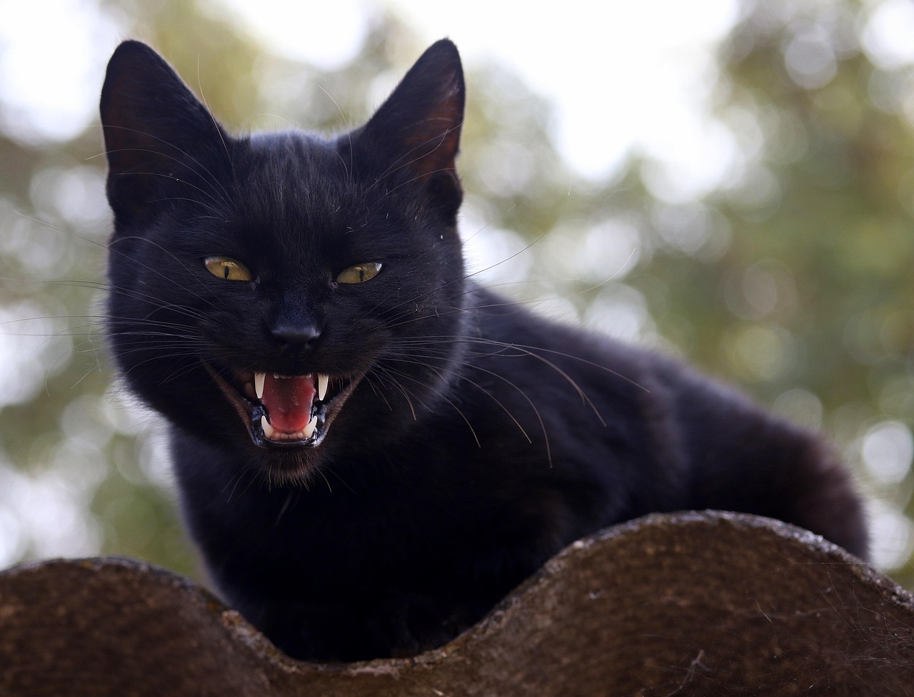Mitos dan Fakta Kucing Hitam