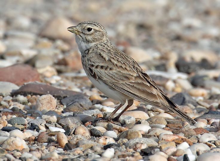 Calandra Lark