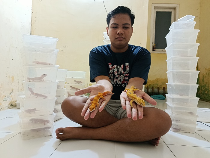 Bhara menunjukkan dua gecko piaraannya yang berwarna kuning cerah.
