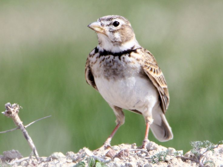 Burung Calandra lark