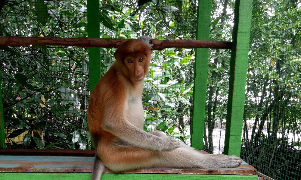 Bekatan adalah salah satu hewan asal Kalimantan Selatan yang dilindungi.