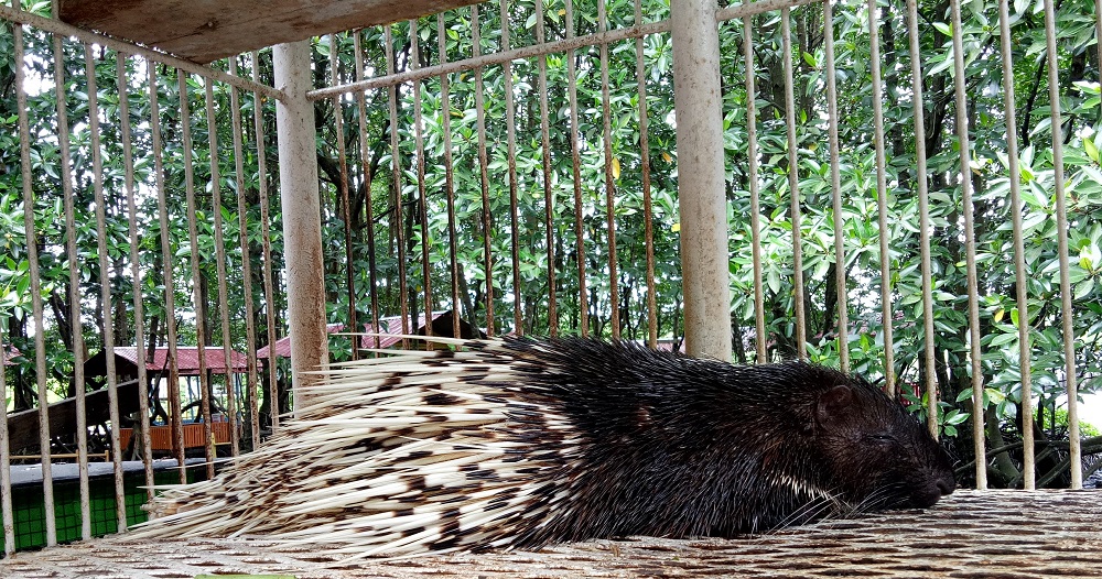 Tidak hanya bekatan disana juga ada landak sumatera