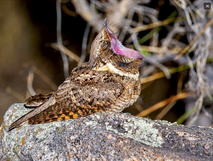 Burung Sabak ketika berkicau. Mulutnya terbuka lebar