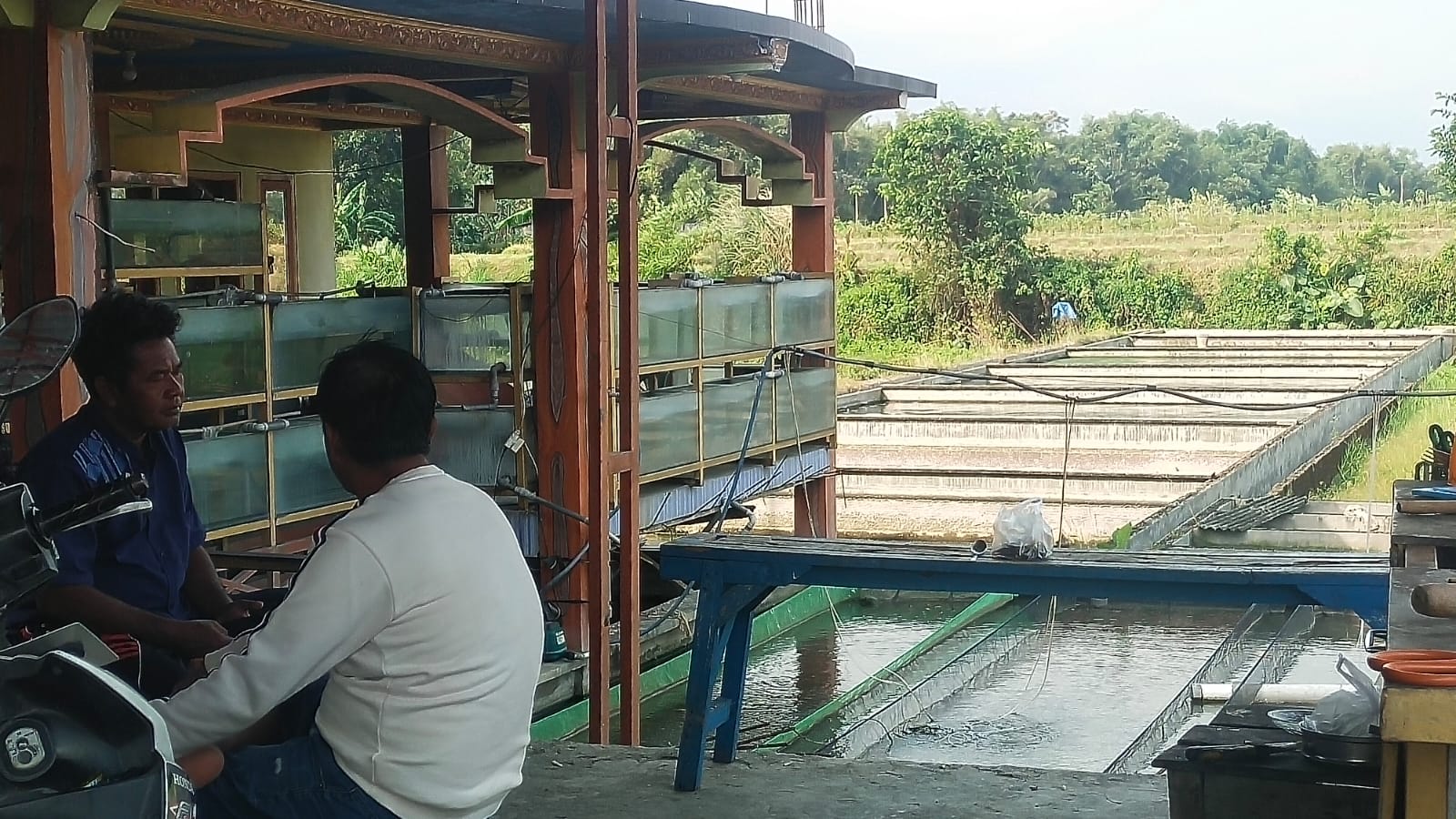 Tmabak Ikan Kafina Fish Mangiran