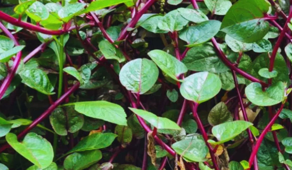 Gambar: Daun Binahong.