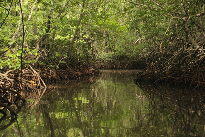 Ilustrasi gambar hutan mangrove