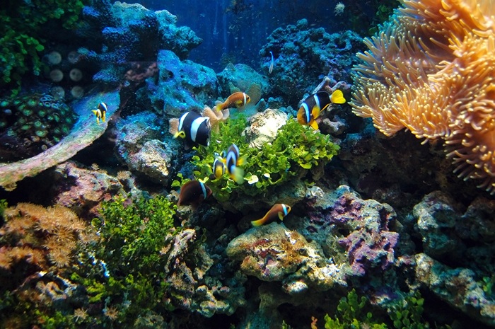 Gambar Terumbu karang dan ikan