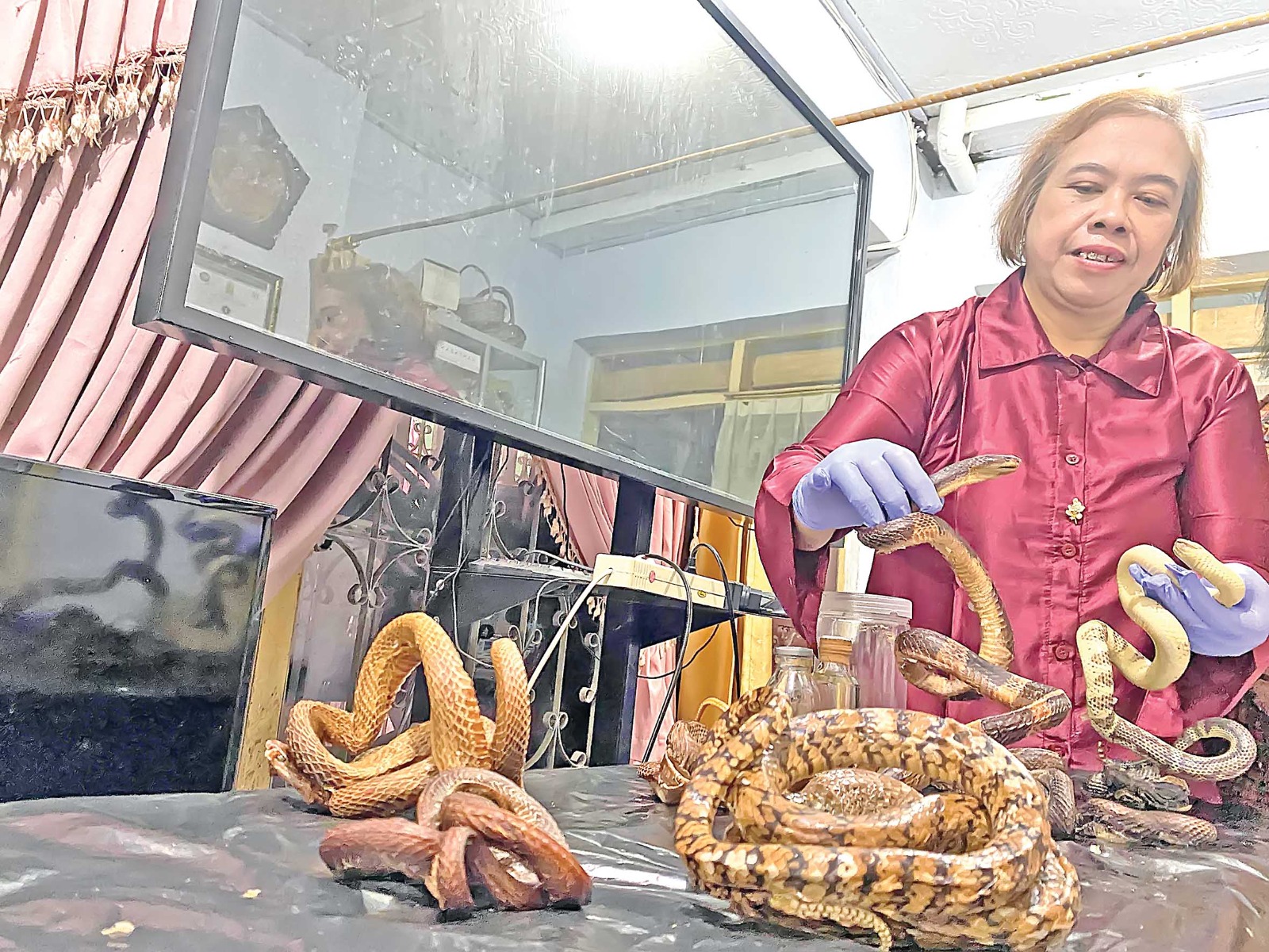 Dr Maha menunjukkan ular-ular yang telah dibekukan. Ular-ular itu dia dapat dari pasien yang dia rawat selama ini.