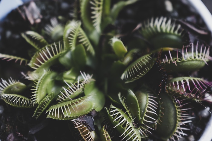 Gambar tumbuhan Venus Flytrap