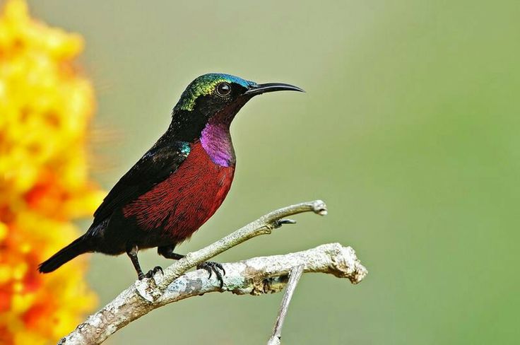 Burung konin