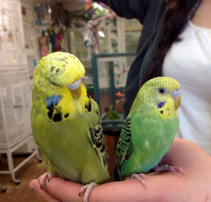 Burung parkit