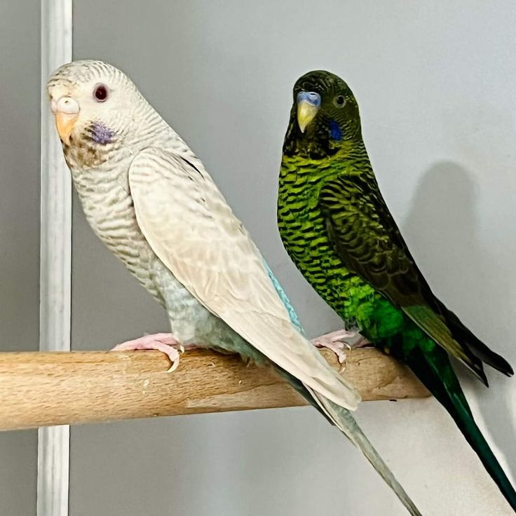 Parkit betina dan jantan